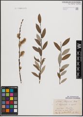 Foto von Salix daphnoides Vill. x Salix repens L.